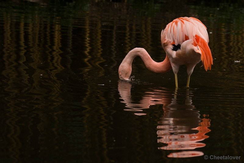 _DSC0214.JPG - Chileense Flamingo